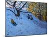 Sledging Allestree Golf Course (3rd Hole) 2014-Andrew Macara-Mounted Giclee Print