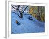 Sledging Allestree Golf Course (3rd Hole) 2014-Andrew Macara-Framed Giclee Print