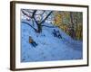 Sledging Allestree Golf Course (3rd Hole) 2014-Andrew Macara-Framed Giclee Print