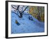 Sledging Allestree Golf Course (3rd Hole) 2014-Andrew Macara-Framed Giclee Print