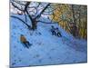 Sledging Allestree Golf Course (3rd Hole) 2014-Andrew Macara-Mounted Giclee Print