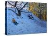 Sledging Allestree Golf Course (3rd Hole) 2014-Andrew Macara-Stretched Canvas