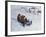 Sledging III-Paul Gribble-Framed Giclee Print