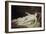 Sleep, c.1873-Louis Joseph Raphael Collin-Framed Giclee Print