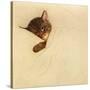 Sleep Like a Kitten-Guido Gruenwald-Stretched Canvas