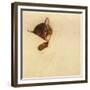 Sleep Like a Kitten-Guido Gruenwald-Framed Giclee Print