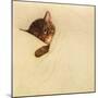 Sleep Like a Kitten-Guido Gruenwald-Mounted Giclee Print