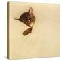 Sleep Like a Kitten-Guido Gruenwald-Stretched Canvas