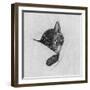 Sleep Like a Kitten-Guido Gruenwald-Framed Giclee Print