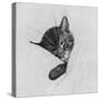 Sleep Like a Kitten-Guido Gruenwald-Stretched Canvas