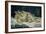 Sleep-Gustave Courbet-Framed Giclee Print