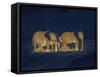 Sleeping African Elephants (Loxodonta Africana), Two Adults and Offspring, Masai Mara, Kenya-Martin Dohrn-Framed Stretched Canvas