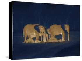 Sleeping African Elephants (Loxodonta Africana), Two Adults and Offspring, Masai Mara, Kenya-Martin Dohrn-Stretched Canvas