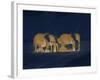 Sleeping African Elephants (Loxodonta Africana), Two Adults and Offspring, Masai Mara, Kenya-Martin Dohrn-Framed Photographic Print