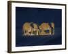 Sleeping African Elephants (Loxodonta Africana), Two Adults and Offspring, Masai Mara, Kenya-Martin Dohrn-Framed Photographic Print