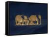 Sleeping African Elephants (Loxodonta Africana), Two Adults and Offspring, Masai Mara, Kenya-Martin Dohrn-Framed Stretched Canvas