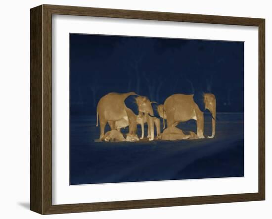 Sleeping African Elephants (Loxodonta Africana), Two Adults and Offspring, Masai Mara, Kenya-Martin Dohrn-Framed Photographic Print