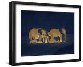 Sleeping African Elephants (Loxodonta Africana), Two Adults and Offspring, Masai Mara, Kenya-Martin Dohrn-Framed Photographic Print