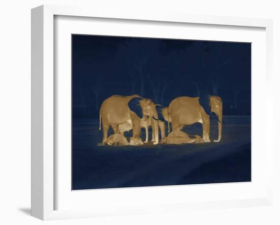 Sleeping African Elephants (Loxodonta Africana), Two Adults and Offspring, Masai Mara, Kenya-Martin Dohrn-Framed Photographic Print