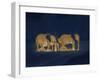 Sleeping African Elephants (Loxodonta Africana), Two Adults and Offspring, Masai Mara, Kenya-Martin Dohrn-Framed Photographic Print