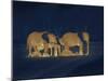 Sleeping African Elephants (Loxodonta Africana), Two Adults and Offspring, Masai Mara, Kenya-Martin Dohrn-Mounted Photographic Print