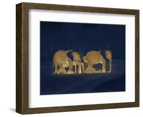 Sleeping African Elephants (Loxodonta Africana), Two Adults and Offspring, Masai Mara, Kenya-Martin Dohrn-Framed Photographic Print