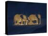 Sleeping African Elephants (Loxodonta Africana), Two Adults and Offspring, Masai Mara, Kenya-Martin Dohrn-Stretched Canvas