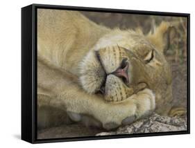 Sleeping African Lioness, South Luangwa, Zambia-T.j. Rich-Framed Stretched Canvas