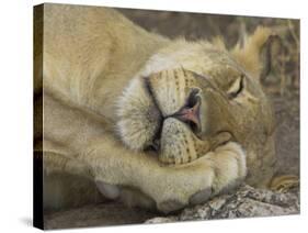 Sleeping African Lioness, South Luangwa, Zambia-T.j. Rich-Stretched Canvas