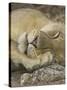 Sleeping African Lioness, South Luangwa, Zambia-T.j. Rich-Stretched Canvas