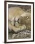 Sleeping African Lioness, South Luangwa, Zambia-T.j. Rich-Framed Premium Photographic Print