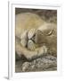 Sleeping African Lioness, South Luangwa, Zambia-T.j. Rich-Framed Premium Photographic Print