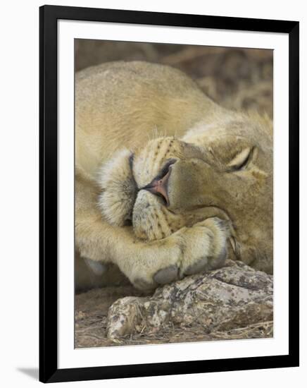 Sleeping African Lioness, South Luangwa, Zambia-T.j. Rich-Framed Premium Photographic Print