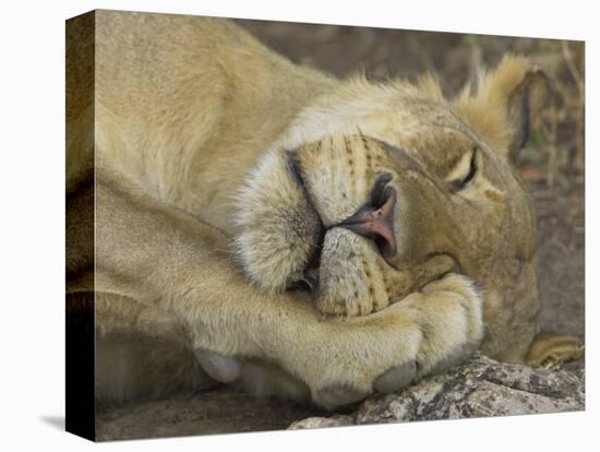 Sleeping African Lioness, South Luangwa, Zambia-T.j. Rich-Stretched Canvas