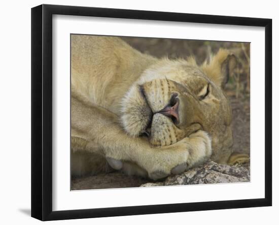 Sleeping African Lioness, South Luangwa, Zambia-T.j. Rich-Framed Photographic Print