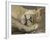 Sleeping African Lioness, South Luangwa, Zambia-T.j. Rich-Framed Photographic Print