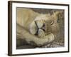 Sleeping African Lioness, South Luangwa, Zambia-T.j. Rich-Framed Photographic Print