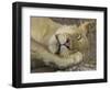 Sleeping African Lioness, South Luangwa, Zambia-T.j. Rich-Framed Photographic Print