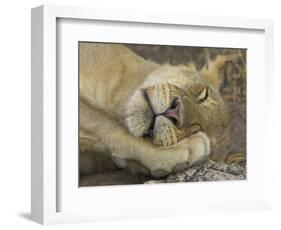 Sleeping African Lioness, South Luangwa, Zambia-T.j. Rich-Framed Photographic Print