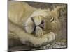 Sleeping African Lioness, South Luangwa, Zambia-T.j. Rich-Mounted Photographic Print