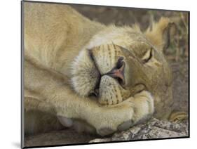 Sleeping African Lioness, South Luangwa, Zambia-T.j. Rich-Mounted Photographic Print