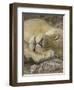 Sleeping African Lioness, South Luangwa, Zambia-T.j. Rich-Framed Photographic Print