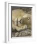 Sleeping African Lioness, South Luangwa, Zambia-T.j. Rich-Framed Photographic Print