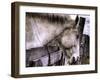 Sleeping Beauty-Stephen Arens-Framed Photographic Print