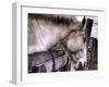 Sleeping Beauty-Stephen Arens-Framed Photographic Print