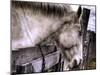 Sleeping Beauty-Stephen Arens-Mounted Photographic Print