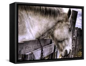 Sleeping Beauty-Stephen Arens-Framed Stretched Canvas