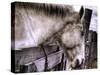 Sleeping Beauty-Stephen Arens-Stretched Canvas
