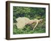 Sleeping Beauty-Sabina Rosch-Framed Photographic Print