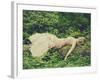 Sleeping Beauty-Sabina Rosch-Framed Photographic Print